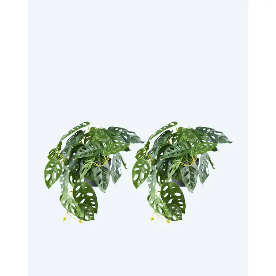 philodendron serpens vs squamicaule Philodendron squamicaule Nr.01 main image 1