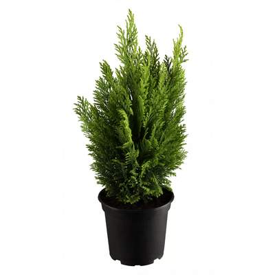 Preisvergleich für toom Konifere aufrecht grün 12 cm Topf