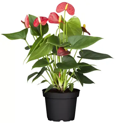 Preisvergleich für toom Flamingoblume 'Sierra' rot 14 cm Topf