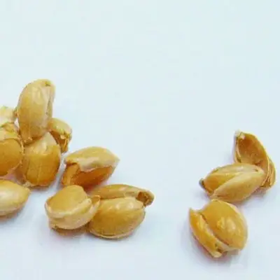Speltex Nackenkissen der Marke Speltex , andere Perspektive