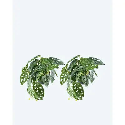 philodendron neon lemon lime Philodendron Lemon Lime (6 Inch) – Outside In